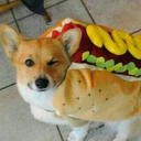 pandas-wonderland avatar