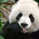 pandastuff avatar