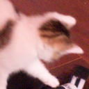 pansexual-bunny448 avatar