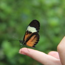 pansexual-pandemic avatar