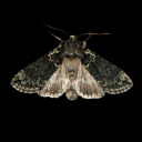 paper-bag-phantump avatar