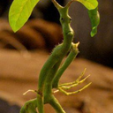 paradisedreamer avatar