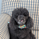 partypoison0102 avatar