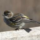 passerinethehallway avatar