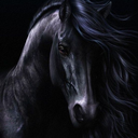 passionforhorseslove avatar