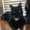 passive-aggressively-yours-rn avatar