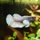 pastel-betta avatar