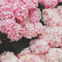 pastel-palette avatar