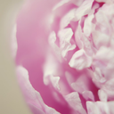 pastelandpeony avatar