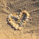 pasteldragonemo avatar