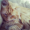 patheticpancakes avatar