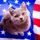 patriotic-kitty avatar