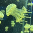 patters-patters avatar