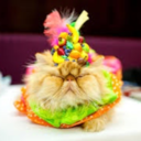 peacelovemusicaltheatre avatar