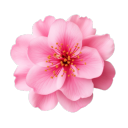 peach-blossomflower avatar