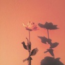 peachiivocado avatar