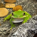 peachynaturalist avatar