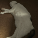 peachyspecter avatar