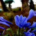 peapicklepopper avatar