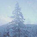 pearly-everlastng avatar