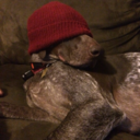 peas-in-a-can-pie avatar