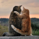 peerzadafaizan avatar