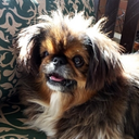 pekingese333 avatar