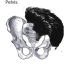 pelvis-presley avatar