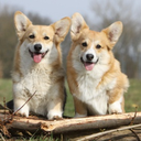 pembroke-welsh-corgis-blog avatar