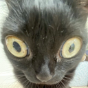 penanpornopuoti avatar