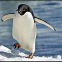 penguinfandom avatar