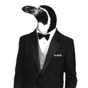 penguinintuxedo avatar