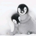 penguinloversthings avatar