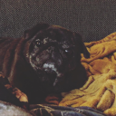 penguinshakedown avatar