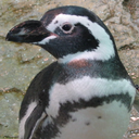 penguinspy42 avatar