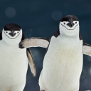 penguonice avatar