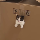 penjaminpawpins avatar