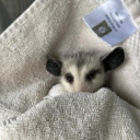 pepperjackch33se avatar