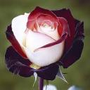 peppermintsmadhouse avatar