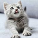 perdition-wood avatar