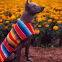 perfectorganic avatar