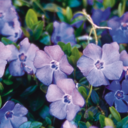 periwinkleblues avatar