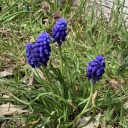 periwinklegaycat avatar