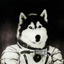 perro-astronauta avatar