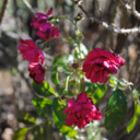 persephonevvvfalling avatar