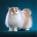 persiancats avatar