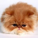 persiancatworld avatar