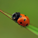 perspicacious-pekoe-blog avatar