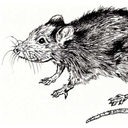 pestis-rattus avatar