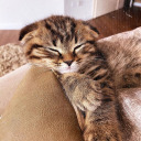 petalidimargherita avatar